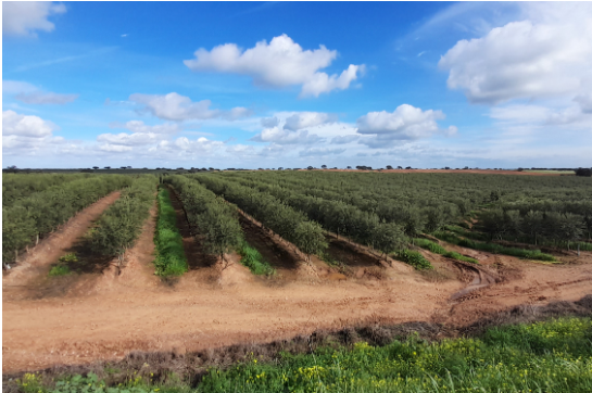 Área agrícola avaliada pela Inspektion