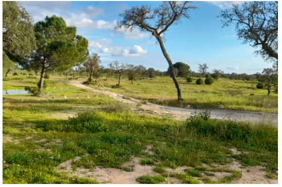 Terreno rural avaliado pela Inspektion